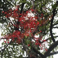 Brachychiton acerifolius (A.Cunn. ex G.Don) F.Muell.